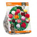 Baltus Tulipa Double Early Mix Club Beach tulpen bloembollen per 5 stuks